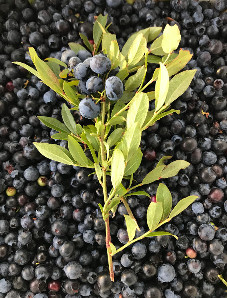 Blueberries on the stem